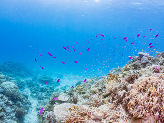 ハナゴイ, Purple queen, Amethyst anthias, Pseudanthias pascalus, ハタ科, デバスズメダイ, Blue green damselfish, Chromis viridis, Blue green chromis, スズメダイ科, 美しいサンゴ礁と熱帯魚の群れ。 安室島沖縄県 島尻郡慶良間諸島座間味島-2025 サンゴの産卵があり卵が漂う。沖縄