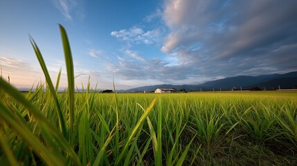 Obraz premium Vaste rizière verdoyante sous un ciel nuageux avec montagnes à l'horizon