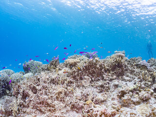 ハナゴイ, Purple queen, Amethyst anthias, Pseudanthias pascalus, ハタ科, デバスズメダイ, Blue green damselfish, Chromis viridis, Blue green chromis, スズメダイ科, 美しいサンゴ礁と熱帯魚の群れ。 安室島沖縄県 島尻郡慶良間諸島座間味島-2025 サンゴの産卵があり卵が漂う。沖縄