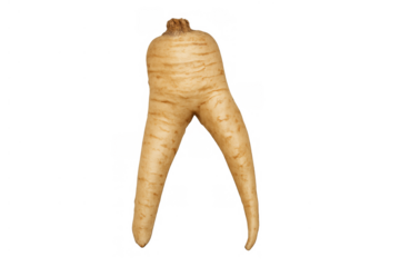 Ugly misshapen parsnip with two roots forming legs, organic root vegetable walking on transparent background