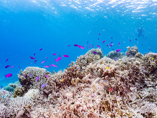 ハナゴイ, Purple queen, Amethyst anthias, Pseudanthias pascalus, ハタ科, デバスズメダイ, Blue green damselfish, Chromis viridis, Blue green chromis, スズメダイ科, 美しいサンゴ礁と熱帯魚の群れ。 安室島沖縄県 島尻郡慶良間諸島座間味島-2025 サンゴの産卵があり卵が漂う。沖縄