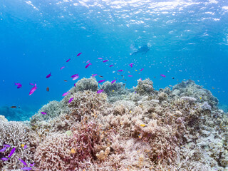 ハナゴイ, Purple queen, Amethyst anthias, Pseudanthias pascalus, ハタ科, デバスズメダイ, Blue green damselfish, Chromis viridis, Blue green chromis, スズメダイ科, 美しいサンゴ礁と熱帯魚の群れ。 安室島沖縄県 島尻郡慶良間諸島座間味島-2025 サンゴの産卵があり卵が漂う。沖縄