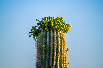 A long slender Saguaro Cactus in Tucson, Arizona