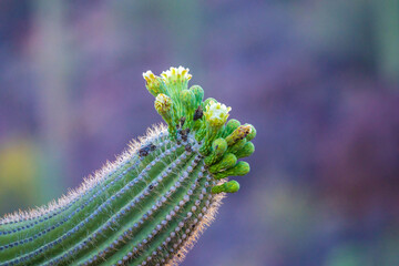 A long slender Saguaro Cactus in Tucson, Arizona