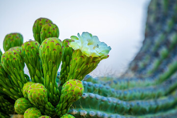 A long slender Saguaro Cactus in Tucson, Arizona