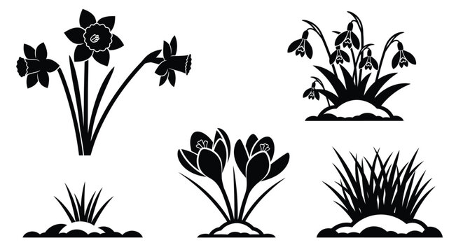 Spring flowers daffodils crocus snowdrops vector graphic design