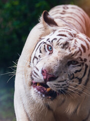 Bengal tiger cocked his head and looked ahead