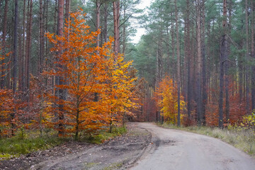 Fototapeta premium Polska złota jesień