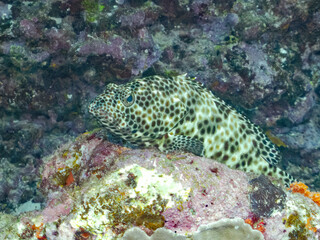 カンモンハタ, Honeycomb grouper, Epinephelus merra, ハタ科,
美しいサンゴ礁と熱帯魚の群れ。
安室島沖縄県
島尻郡慶良間諸島座間味島-2025
サンゴの産卵があり卵が漂う。沖縄本島から40km西方の諸島。30以上の島嶼群全体が国立公園に指定。珊瑚礁の青い海と白い砂浜は世界屈指の美。貴重な動植物が多数生息。
