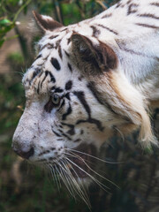 Close-up of Bengal tiger's head 