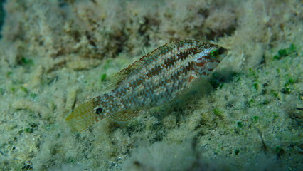 Five-spotted wrasse (Symphodus roissali) undersea, Ligurian Sea, Italy, Imperia
