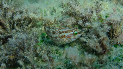 Five-spotted wrasse (Symphodus roissali) undersea, Ligurian Sea, Italy, Imperia
