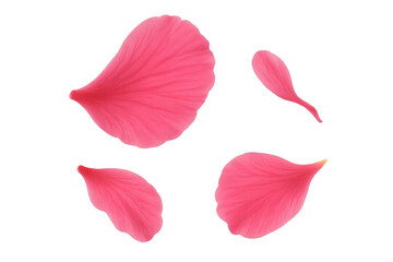 Pink flower petals falling and floating, creating a romantic, delicate, and elegant atmosphere with transparent background