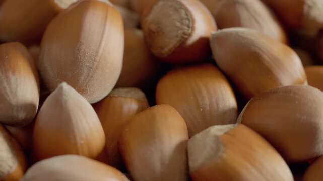 Fresh hazelnuts are shown in their natural state, highlighting their rich texture and color. Explore the importance of this nutritious nut in various recipes and diets.