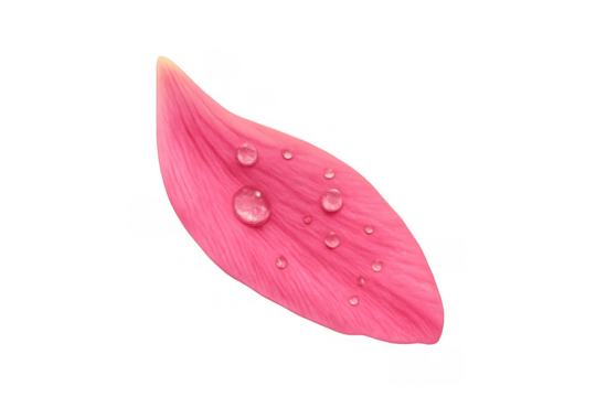 Pink flower petal showing fresh water droplets, creating a delicate natural beauty, transparent background