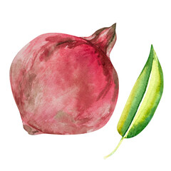 Pomegranate, hand-drawn watercolor illustration. Pomegranate fruits, pomegranate seeds, leaves, and flowers, hand-drawn in watercolor.