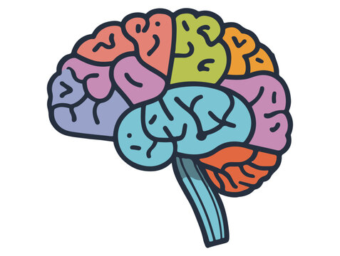 simple human brain anatomy with different colors on different regions vector illustration