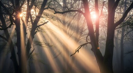 Sunlight filtering through the trees in a misty forest creating a serene and peaceful atmosphere during early morning hours