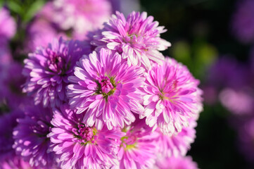Pink flowers of Michaelmas Daisy (Aster Amellus), Aster alpinus, Asteraceae violet blooms growing in the garden in summer with copy space.