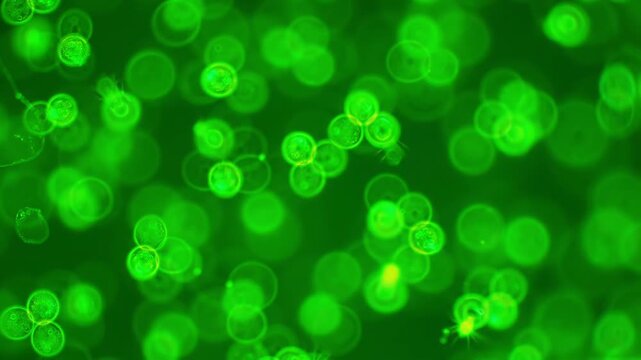 Green glowing microalgae with algae cells and chloroplasts. Abstract plant life science.