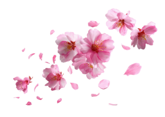 Pink cherry blossoms and scattered petals isolated on a black backdrop, delicate and airy