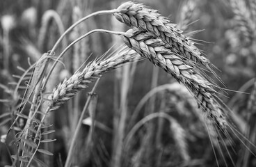 ears of wheat