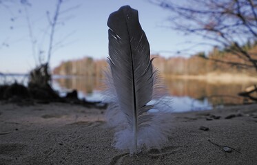 feather in the snow