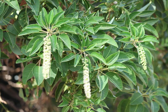 blooms of phytolacca dioica (Ombu tree) tree