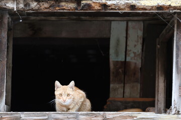 Orange Tabby Cat Posing Against Black Background