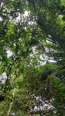 Natural garden with tall tree, plants, and green views