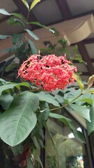 beautiful white, red, and yellow flowers in the garden 