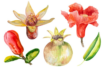 Pomegranate, hand-drawn watercolor illustration. Pomegranate fruits, pomegranate seeds, leaves, and flowers, hand-drawn in watercolor.