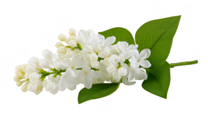 White lilac flower with green leaves, delicate petals, and natural beauty, perfect for spring decoration, wedding bouquet, or floral arrangement, evoking fresh and peaceful feeling