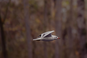 Obraz premium Mouette rieuse en vol au dessus du lac du terril des Argales à Rieulay, village situé en région Hauts de France