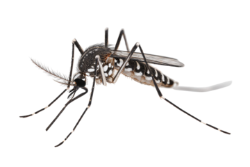 A close-up of a striped mosquito against a black background