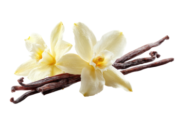 Vanilla flowers and dark beans arranged on a transparent background, showing delicate petals