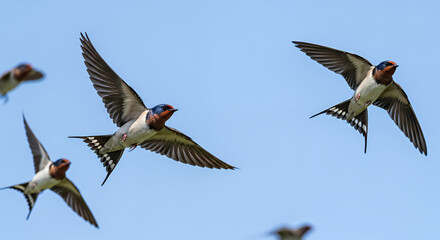 Fototapeta premium Experience the beauty and freedom of swallows in flight against a clear blue sky. Perfect for projects needing a touch of nature, travel, or inspiration.