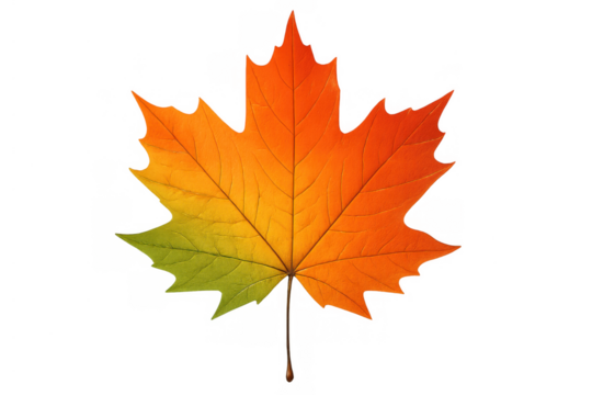 Maple leaf showing changing autumn colors, representing fall, seasonal transition, and nature on a transparent background