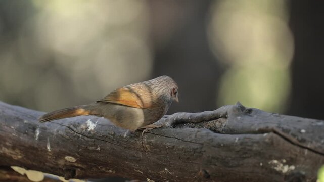 A Streaked Laughing Thrush feeding from a log