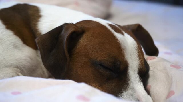 meA small dog peacefully sleeps on a cozy bed. Gentle, serene footage capturing a moment of restful comfort.