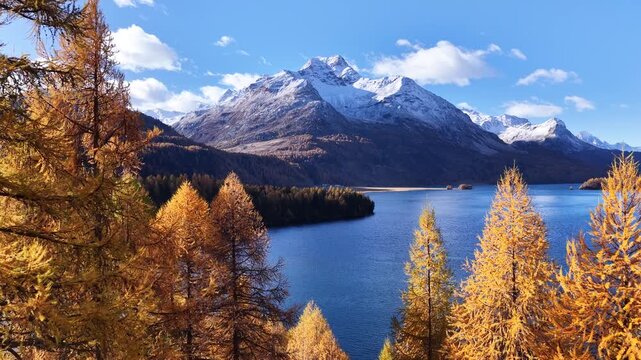 Peaceful shoreline of Lake Sils Silvaplana in the Engadin valley, Schweiz. The water is calm and reflects the golden-yellow larch trees covering the surrounding hills.