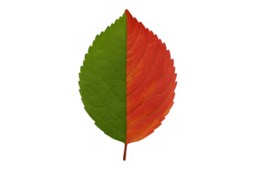 Leaf showing seasonal change, half green and half red, symbolizing life cycle and transition, transparent background