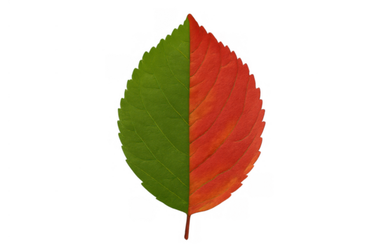 Leaf showing seasonal change, half green and half red, symbolizing life cycle and transition, transparent background - Powered by Adobe