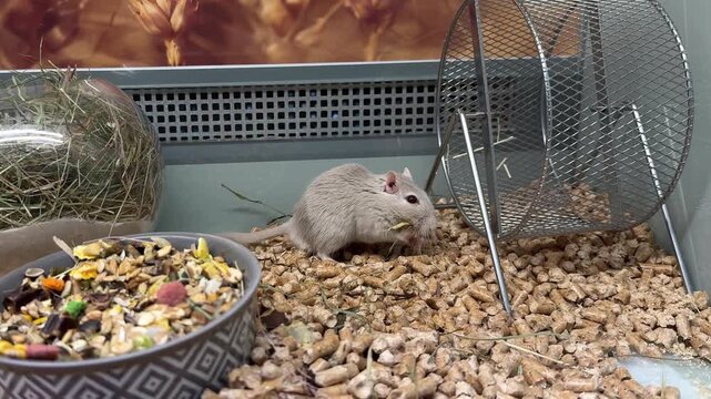 Cute Mongolian Gerbil Exploring Cage with Food Bowl and Metal Exercise Wheel in Naturalistic Habitat