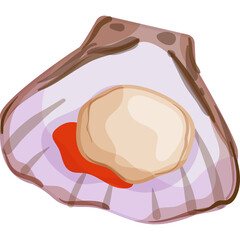 Single Scallop Shell Displaying Creamy White Adductor Muscle and Bright Red Roe with Purple Interior on a Transparent Background