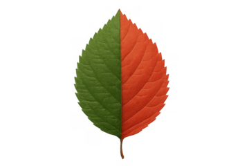 Leaf representing changing seasons, half green and half autumn orange, showing nature's life cycle on transparent background