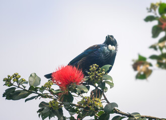 Tui bird perched on blooming Pohutukawa tree. New Zealand Christmas Tree. Auckland.