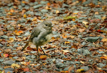South Island Robin in the forest among fallen autumn leaves. Fiordland National Park. South Island. New Zealand.