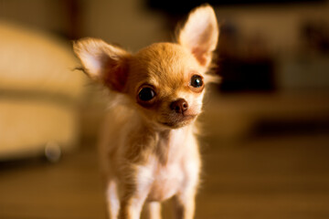 chihuahua puppy on house defocussed background