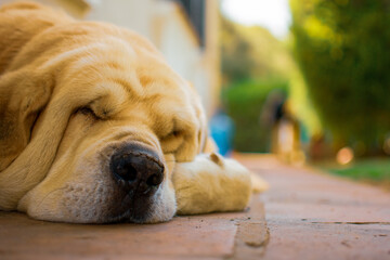 close-up of a spanish mastiff